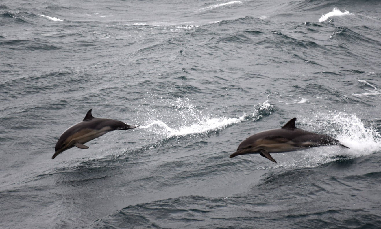 Marea Neagră: Peste 3.000 de delfini morți din cauza războiului din Ucraina