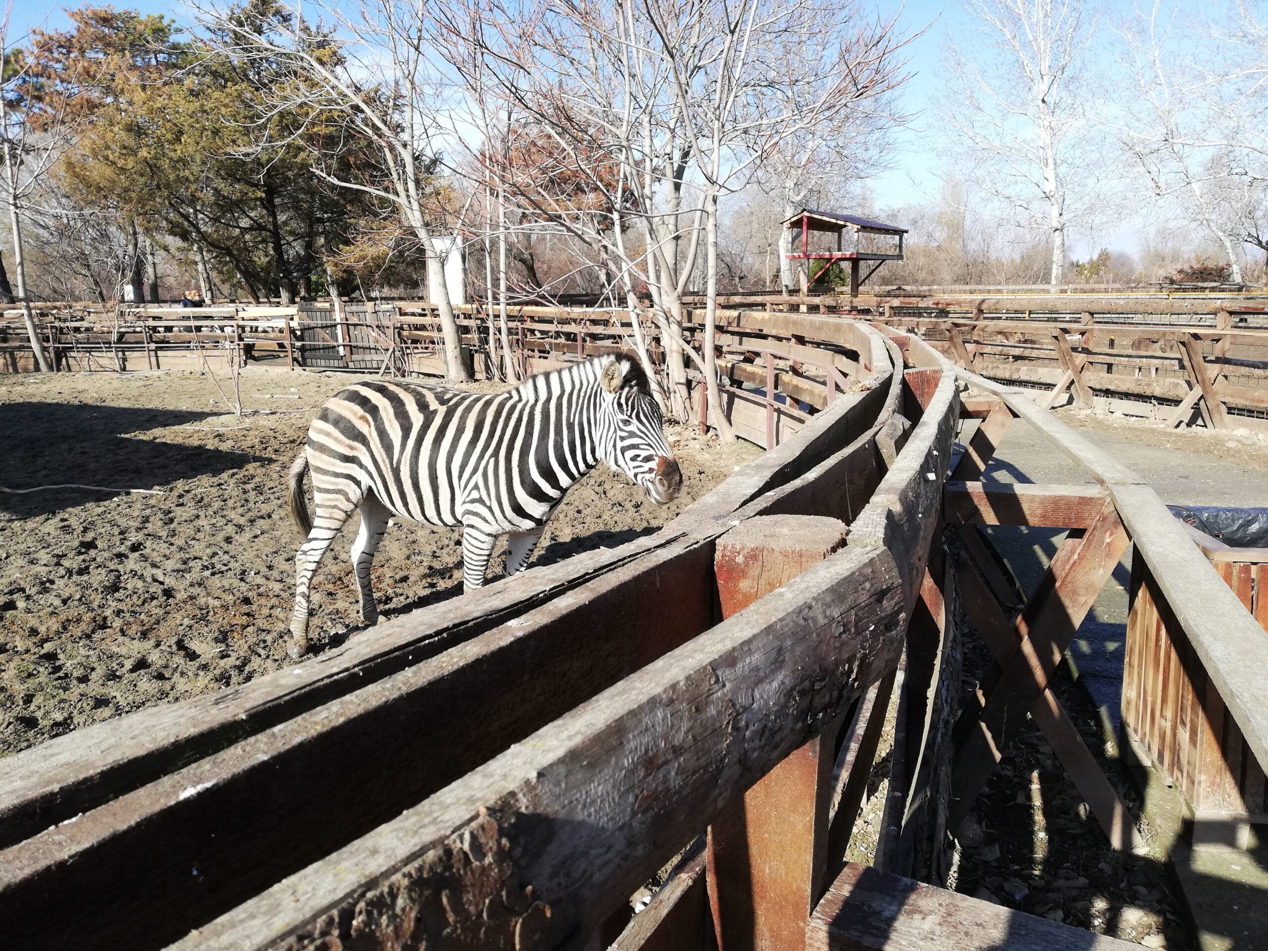 zebra zoo microrezervatie scaled
