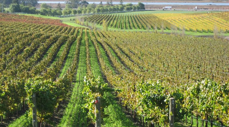 plantatie viticola vie vinuri dobrogea